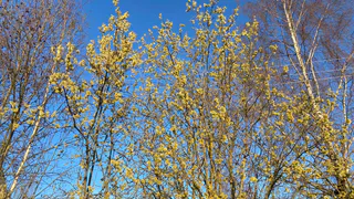 От заморозков до приятного весеннего тепла: что ждать жителям Коми 13 мая