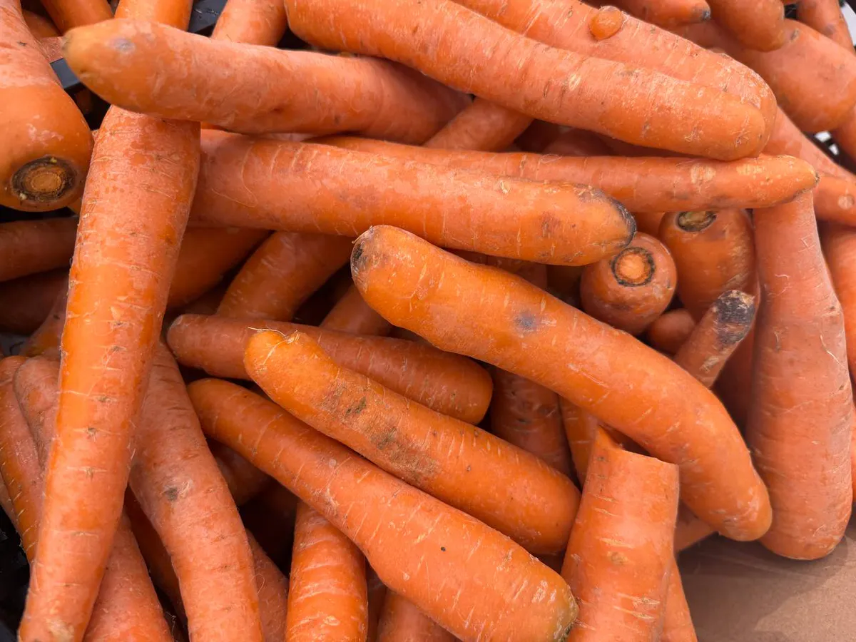 Просто швыряю морковь в ящик в ноябре: гарантировано хранится до следующего лета - ни 1 не загниёт