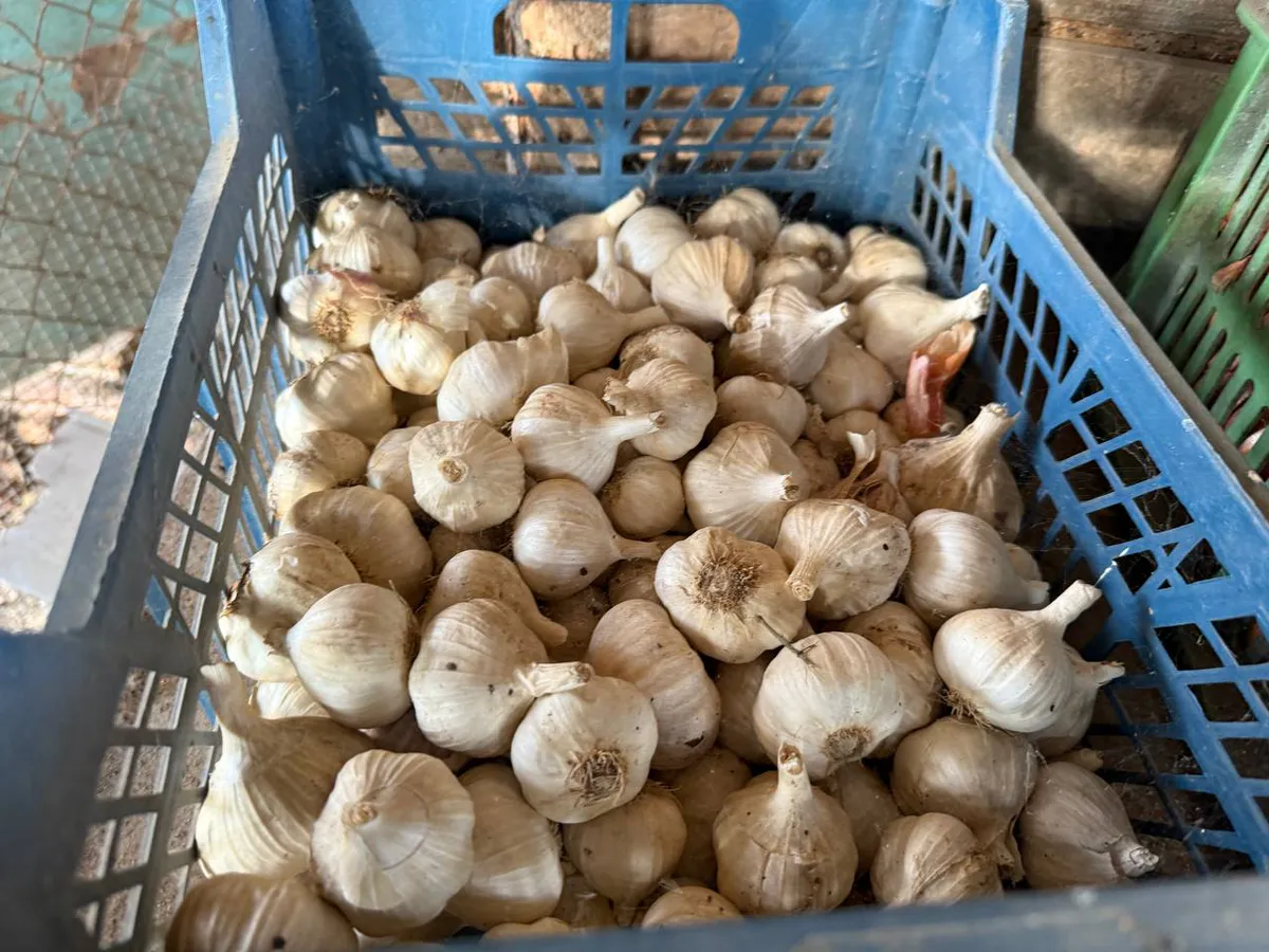 После каких культур надо сажать озимый чеснок — популярная ошибка, которая губит урожай