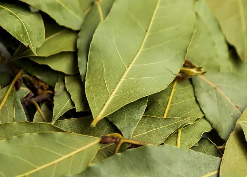 Положила лавровый лист в карман — и зажила спокойно: вот что произошло — разница почувствовалась сразу