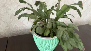 2 ложки в грунт — и спатифиллум не узнать: бутоны лезут наперегонки, а листья вечнозелены