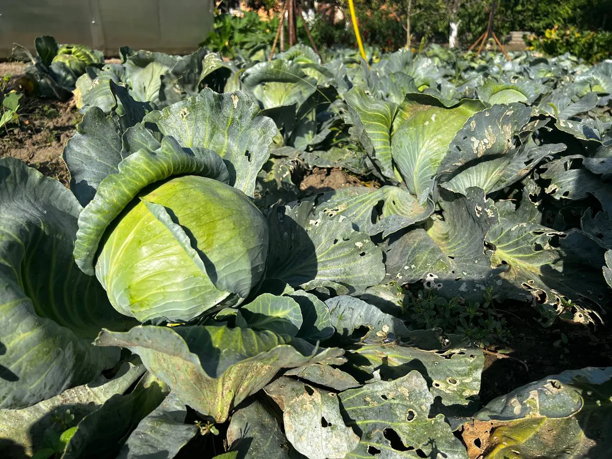 Справляюсь без "химии" на грядках: защищаем урожай капусты от гусениц без лишних затрат