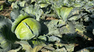 Справляюсь без "химии" на грядках: надежно защищаем урожай капусты от гусениц без лишних затрат

