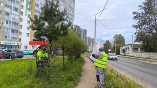 В Сыктывкаре благоустраивают Тентюковскую с сохранением зелёных насаждений