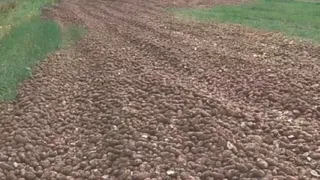 Свалку картофеля на полях в Коми объяснили заботой об урожае