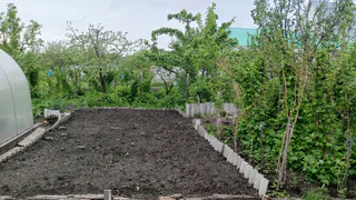 Земля истощена: вот как нужно лечить почву после уборки лука и чеснока специальной микстурой