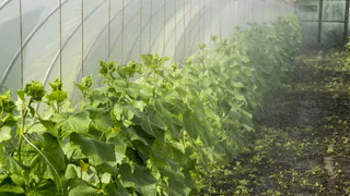 Важные советы по посеву семян огурцов от опытного садовода