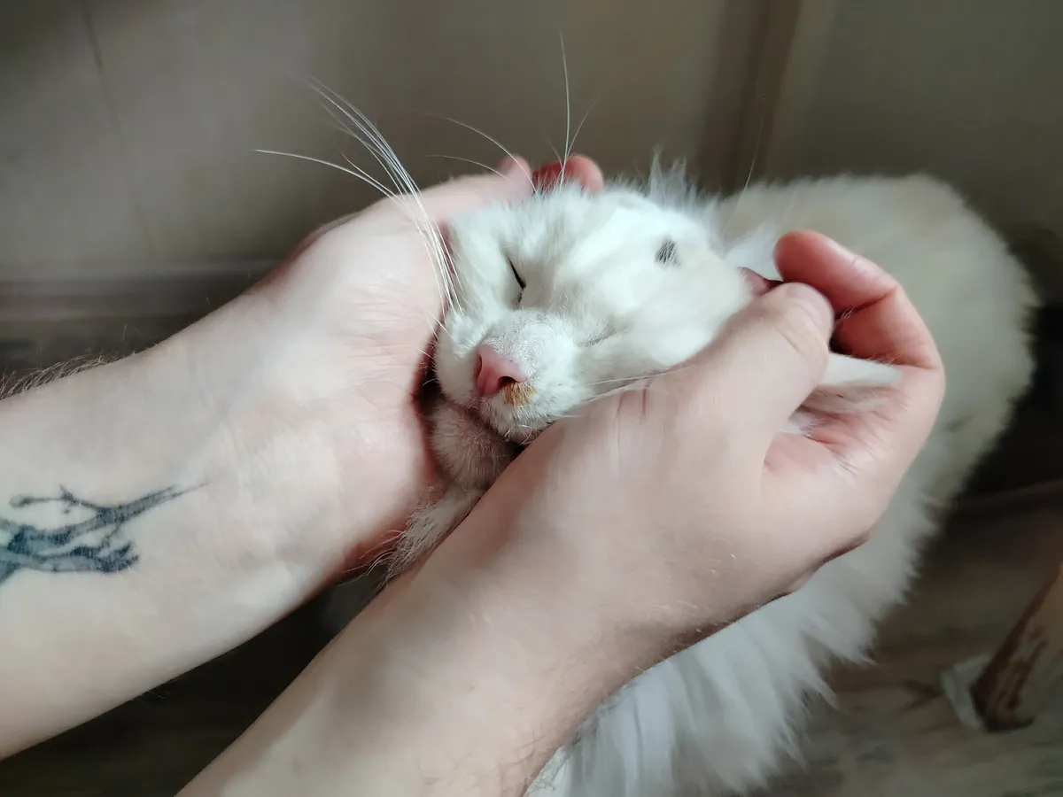 Почему кошка бросается на ноги и кусает - и что категорически нельзя делать в ответ