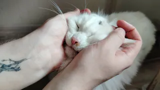 Почему кошка бросается на ноги и кусает - и что категорически нельзя делать в ответ