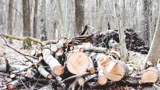 Выкопал на даче гнилое бревно, а оно оказалось дороже его "Крузака" - тайна черного золота русских болот