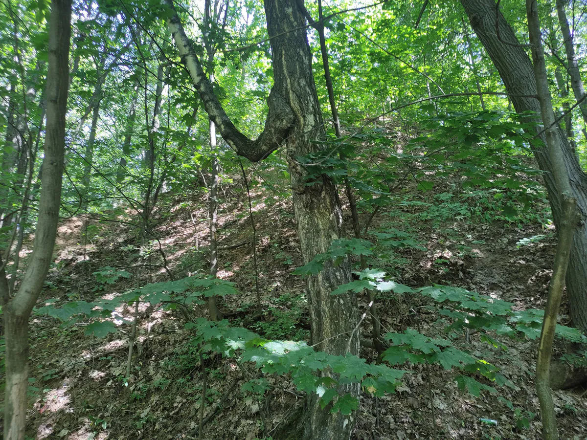 Дальнобойщик обнаружил в лесу Челябинской области человеческие останки