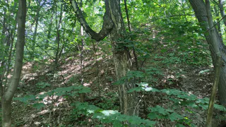 Дальнобойщик обнаружил в лесу Челябинской области человеческие останки