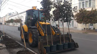 Жителям Рязани предложили сажать на улицах именные семейные деревья