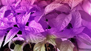 Крошу 1 таблетку в воду для полива — любая рассада всходит моментально — секрет опытных огородников 