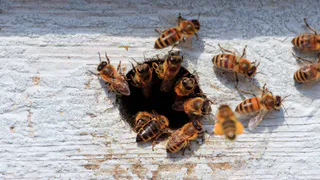 Только два кухонных предмета — и осы больше не подлетают к столу