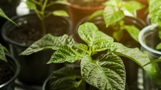 Лучше древесной золы и навоза: посыпьте этим грядки в конце мая – творит чудеса