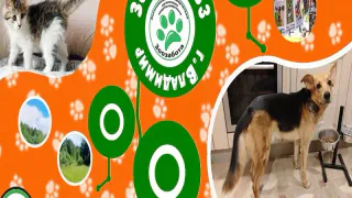 Альма и Оскар ждут свою семью в приюте «Зоозабота» во Владимире