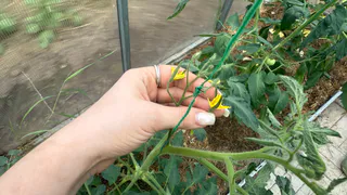 Вижу цветочки на томатах — сразу банку под куст: пустоцветы аннулированы, завязей тьма даже в жару