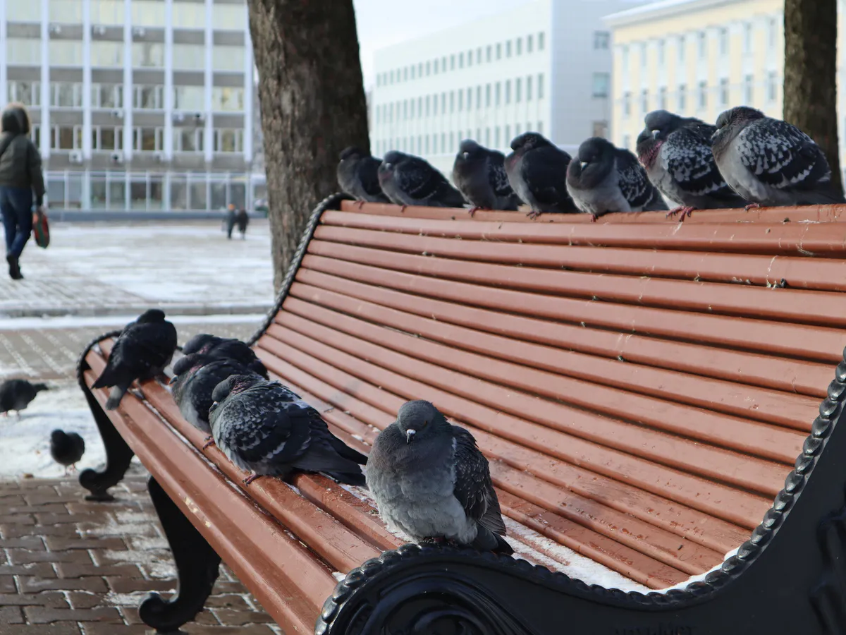 "Июнь подложит нам всем свинью": синоптики предупреждают о сильном похолодании весной