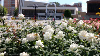 Красота! В Рязани высадили сотни цветущих роз