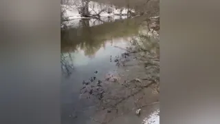 В Рязанской области засняли сброс отходов в реку Проня