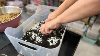 Рязанец вырастил 36 кустов конопли для себя и теперь ему грозит до двух лет тюрьмы