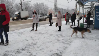 В Рязани собаки напали на девочку