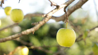 Это кладу в ведро — и побелка становится вечной: плодовые деревья под надежной защитой годами
