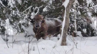 В Гороховецкого округе охотинспекторы запечатлели европейского зубра