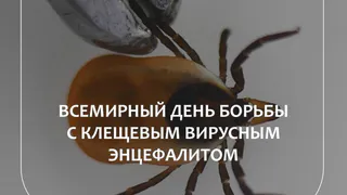 Вакцинация, правильная одежда и бдительность: что владимирцам необходимо знать о рисках, связанных с клещевым укусом
