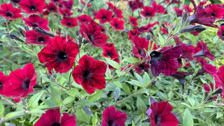 Какие цветы посеять в декабре, чтобы летом получить настоящий рай в саду — секреты опытных садоводов