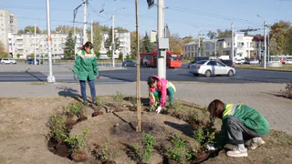Молодежный сквер во Владимире подвергнут фитопластике