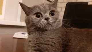 Конкурс "Пушистый иждивенец": голосование началось