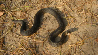 Простая инструкция: как не спутать гадюку с другими змеями