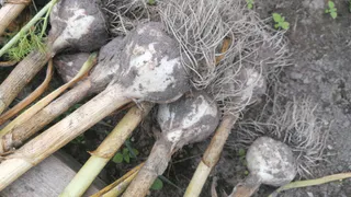 С 1 по 10 мая для чеснока — обязательно: всего 40 гр. в воду — и головки вырастут размером с арбуз