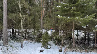 Татарстанской топливной компании незаконно отдали лес на 49 лет