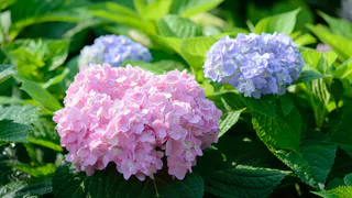 Сирень отдыхает: этот кустарник цветет с лета до зимы и превращает весь сад в пушистое облачко круглый год