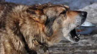 В Рязани объявлен карантин из-за бешенства животных