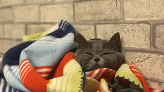 Вы не просили, но мы сделали: запускаем фотоконкурс "Мартовский кот"!