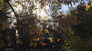 Погода на неделю - теплое, но пасмурное бабье лето 