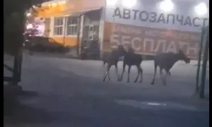 По Мурому этой ночью бегали лоси