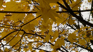 Центр Рязани остался без зелени: насколько горожане довольны «борьбой» с аварийными деревьями