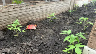 Кальциевая селитра — «волшебный порошок» для огорода: рассыпаю горсть весной — и осенью собираю рекордный урожай