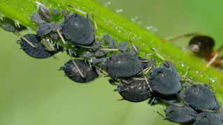 Не средство, а капкан — опрыскиваю смородину и диву даюсь — тля «загибается» на глазах, ловушка работает на все 100%