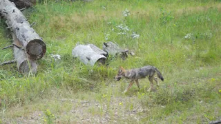 В Окском заповеднике Рязанской области засняли волчонка