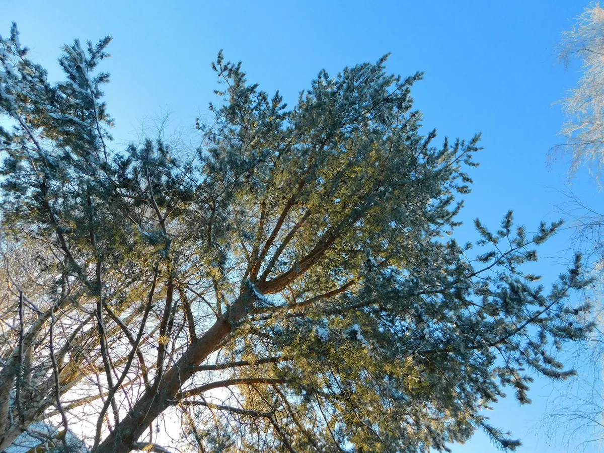 Чувашию ждет смена погоды 2 января: от морозов к метелям