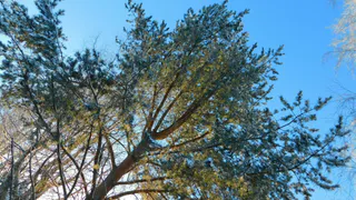 Чувашию ждет смена погоды 2 января: от морозов к метелям