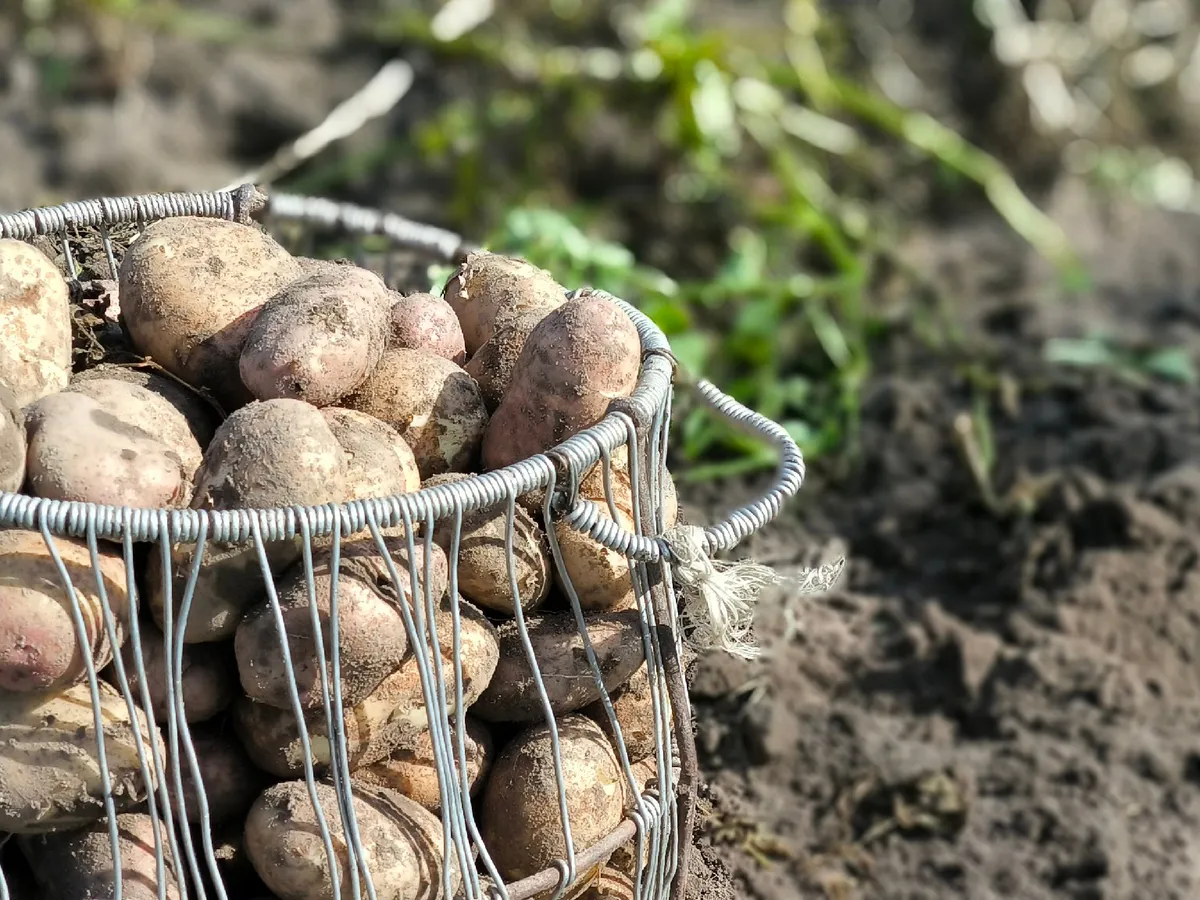 3 способа посадки картофеля: урожая больше в несколько раз, уход минимальный - полоть не придется