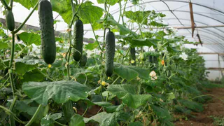 Те самые 3 сорта способны дать до 8 кг хрустящих огурцов с каждого куста: сладкие, ароматные и без капли горечи