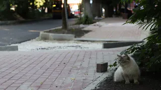 В Советском районе города Брянска началось асфальтирование улицы Пролетарской